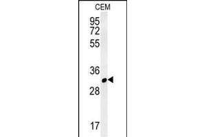 RSRC1 Antibody (Center) (ABIN6243569 and ABIN6577315) western blot analysis in CEM cell line lysates (35 μg/lane). (RSRC1 anticorps  (AA 139-169))