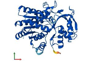 AlphaFold protein structure predicition of Mouse Recombinant Gale Protein, UniprotID Q8R059