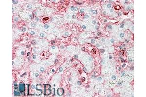 ABIN1590133 (5µg/ml) staining of paraffin embedded Human Liver. (Stomatin anticorps  (N-Term))