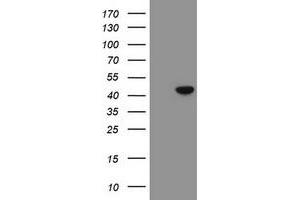 Image no. 2 for anti-Chromobox Homolog 8 (CBX8) (AA 1-260) antibody (ABIN1490661) (CBX8 anticorps  (AA 1-260))