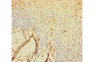 Immunohistochemistry of paraffin-embedded human tonsil tissue using ABIN7169607 at dilution of 1:100 (SEC11C anticorps  (Catalytic Subunit))