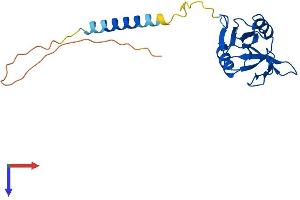 AlphaFold protein structure predicition of Human Recombinant CD69 Protein, UniprotID Q07108