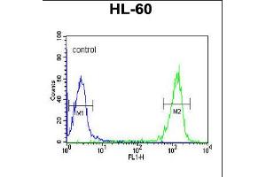 Flow cytometric analysis of HL-60 cells (right histogram) compared to a negative control cell (left histogram). (PATL1 anticorps  (C-Term))