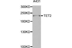 Western blot analysis of extracts of A-431 cells, using TET2 antibody. (TET2 anticorps)