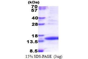 SDS-PAGE (SDS) image for Translocase of Inner Mitochondrial Membrane 8A (TIMM8A) (AA 1-97) protein (His tag) (ABIN5853449)