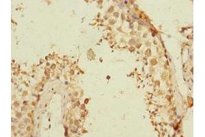Immunohistochemistry of paraffin-embedded human testis tissue using ABIN7171814 at dilution of 1:100 (TEX43 anticorps  (AA 1-134))