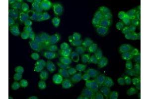 Immunofluorescent staining of HT29 cells using anti-SILV mouse monoclonal antibody (ABIN2452228). (Melanoma gp100 anticorps)