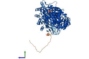 AlphaFold protein structure predicition of Human Recombinant NPEPPS Protein, UniprotID P55786