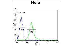 Flow cytometric analysis of Hela cells (right histogram) compared to a negative control cell (left histogram). (Trmt11 anticorps  (C-Term))