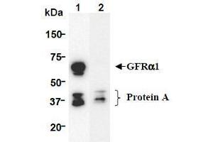 Western Blotting (WB) image for anti-GDNF Family Receptor alpha 1 (GFRA1) (AA 24-440), (Extracellular Domain) antibody (ABIN1449286) (GFRA1 anticorps  (Extracellular Domain))