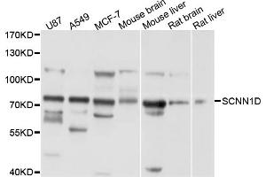 Western blot analysis of extracts of various cell lines, using SCNN1D antibody (ABIN4905100) at 1:1000 dilution.