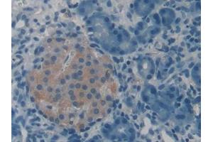 DAB staining on IHC-P; Samples: Rat Pancreas Tissue (VGF anticorps  (AA 330-449))