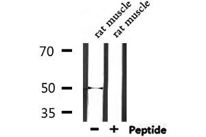 Western blot analysis of extracts from rat muscle, using EEF1A2 Antibody.