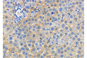 ABIN6260061 and ABIN6279142 at 1/100 staining Rat liver tissue by IHC-P. (Arylsulfatase H anticorps  (C-Term))