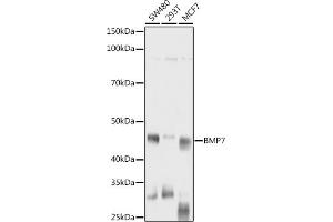 Western blot analysis of extracts of various cell lines, using BMP7 antibody (ABIN3021108, ABIN3021109, ABIN3021110 and ABIN6213955) at 1:1000 dilution.