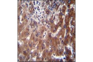 Immunohistochemistry analysis in Formalin Fixed, Paraffin Embedded Human liver tissue stained with SCLT1 Antibody (C-term) followed by peroxidase conjugation of the secondary antibody and DAB staining. (Sclt1 anticorps  (C-Term))