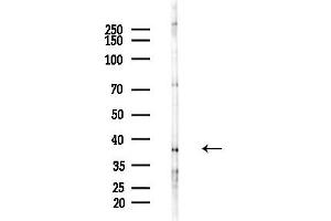 anti-Opioid Binding Protein/cell Adhesion Molecule-Like (OPCML) (C-Term) antibody