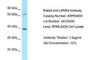 Western Blotting (WB) image for anti-Lysophosphatidic Acid Receptor 4 (LPAR4) (C-Term) antibody (ABIN2789930) (LPAR4 anticorps  (C-Term))