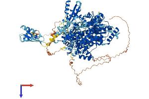 AlphaFold protein structure predicition of Human Recombinant DHX9 Protein, UniprotID Q08211