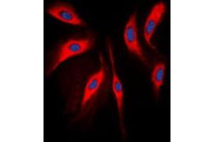 Immunofluorescent analysis of COMT staining in Raw264.