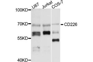 Western blot analysis of extracts of various cell lines, using CD226 antibody (ABIN6291788) at 1:1000 dilution. (CD226 anticorps)