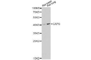 Western blot analysis of extracts of various cell lines, using CAPG Antibody. (CAPG anticorps  (AA 1-348))