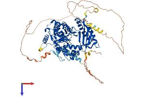 AlphaFold protein structure predicition of Mouse Recombinant Polh Protein, UniprotID Q9JJN0