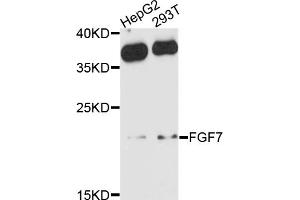 Western blot analysis of extracts of various cell lines, using FGF7 antibody (ABIN4903669) at 1:1000 dilution. (FGF7 anticorps)