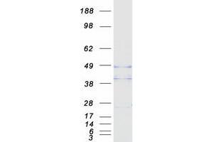 Validation with Western Blot (OPTC Protein (Myc-DYKDDDDK Tag))