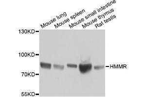 Western blot analysis of extracts of various cell lines, using HMMR antibody (ABIN5971368) at 1/1000 dilution. (HMMR anticorps)