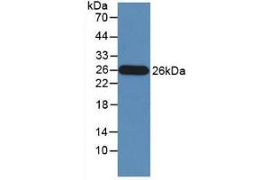 Figure. (GZMM anticorps  (AA 26-257))