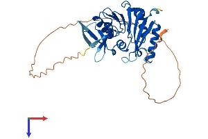 AlphaFold protein structure predicition of Mouse Recombinant Fbl Protein, UniprotID P35550