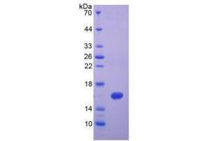 Image no. 1 for Interferon gamma (IFNG) (AA 24-166) (Active) protein (His tag) (ABIN6239736)