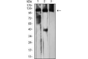 Western blot analysis using CD163 mouse mAb against Raw264.