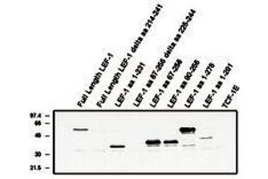 Image no. 1 for anti-Lymphoid Enhancer-Binding Factor 1 (LEF1) antibody (ABIN201548) (LEF1 anticorps)