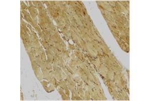 Immunohistochemical staining of human skeletal muscle using Caspase-7 antibody at 2 μg/ml.