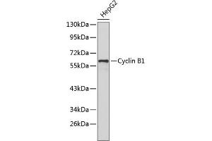 Western blot analysis of extracts of HepG2 cells, using Cyclin B1 antibody (ABIN1679460 and ABIN3015124).
