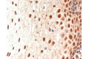 ABIN185216 (3µg/ml) staining of paraffin embedded Human Oesophagus.