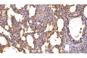 Detection of Hpt in Porcine Lung Tissue using Polyclonal Antibody to Haptoglobin (Hpt)