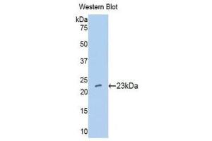 Western Blotting (WB) image for anti-Interferon, alpha 10 (IFNa10) (AA 24-189) antibody (ABIN1176586) (IFNA10 anticorps  (AA 24-189))
