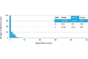 Analysis of Protein Array containing >19,000 full-length human proteins using Mammaglobin (SCGB2A2) Mouse Monoclonal Antibody (SPM518) Z- and S- Score: The Z-score represents the strength of a signal that a monoclonal antibody (MAb) (in combination with a fluorescently-tagged anti-IgG secondary antibody) produces when binding to a particular protein on the HuProtTM array. (Mammaglobin A anticorps)