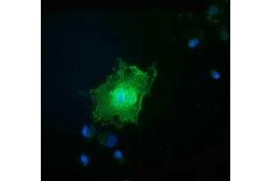 Immunofluorescence (IF) image for anti-Family with Sequence Similarity 84, Member B (FAM84B) antibody (ABIN1498209) (FAM84B anticorps)