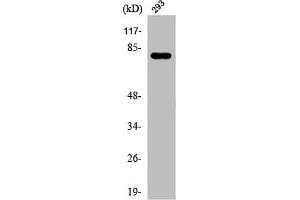 Western Blot analysis of 293 cells using Phospho-Caldesmon (S789) Polyclonal Antibody