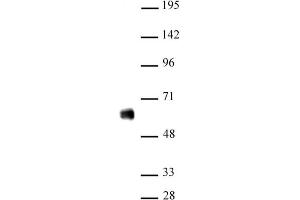 IRF-5 antibody (pAb) tested by Western blot Nuclear extract of THP-1 cells (20 µg) probed with IRF-5 antibody (1:500). (IRF5 anticorps  (N-Term))