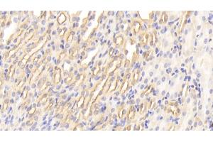 Detection of CYPA in Mouse Kidney Tissue using Polyclonal Antibody to Cyclophilin A (CYPA)