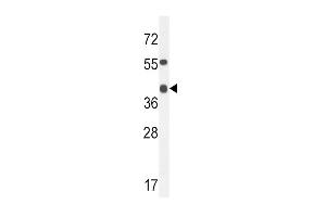 ADH4 Antibody (C-term) (ABIN654087 and ABIN2843975) western blot analysis in mouse heart tissue lysates (35 μg/lane).