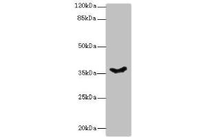 Western blot All lanes: PSG11 antibody at 12 μg/mL + Hela whole cell lysate Secondary Goat polyclonal to rabbit IgG at 1/10000 dilution Predicted band size: 38, 24 kDa Observed band size: 38 kDa (PSG11 anticorps  (AA 7-219))