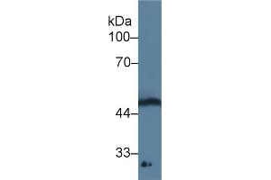 Detection of GDF11 in Rat Spinal cord lysate using Monoclonal Antibody to Growth Differentiation Factor 11 (GDF11) (GDF11 anticorps  (AA 138-386))