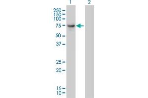 Western Blot analysis of DNAI2 expression in transfected 293T cell line by DNAI2 monoclonal antibody (M01), clone 1C8. (DNAI2 anticorps  (AA 1-593))