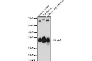 Western blot analysis of extracts of various cell lines, using H2-Ab1 antibody (ABIN7267665) at 1:1000 dilution. (H2-AB1 anticorps)